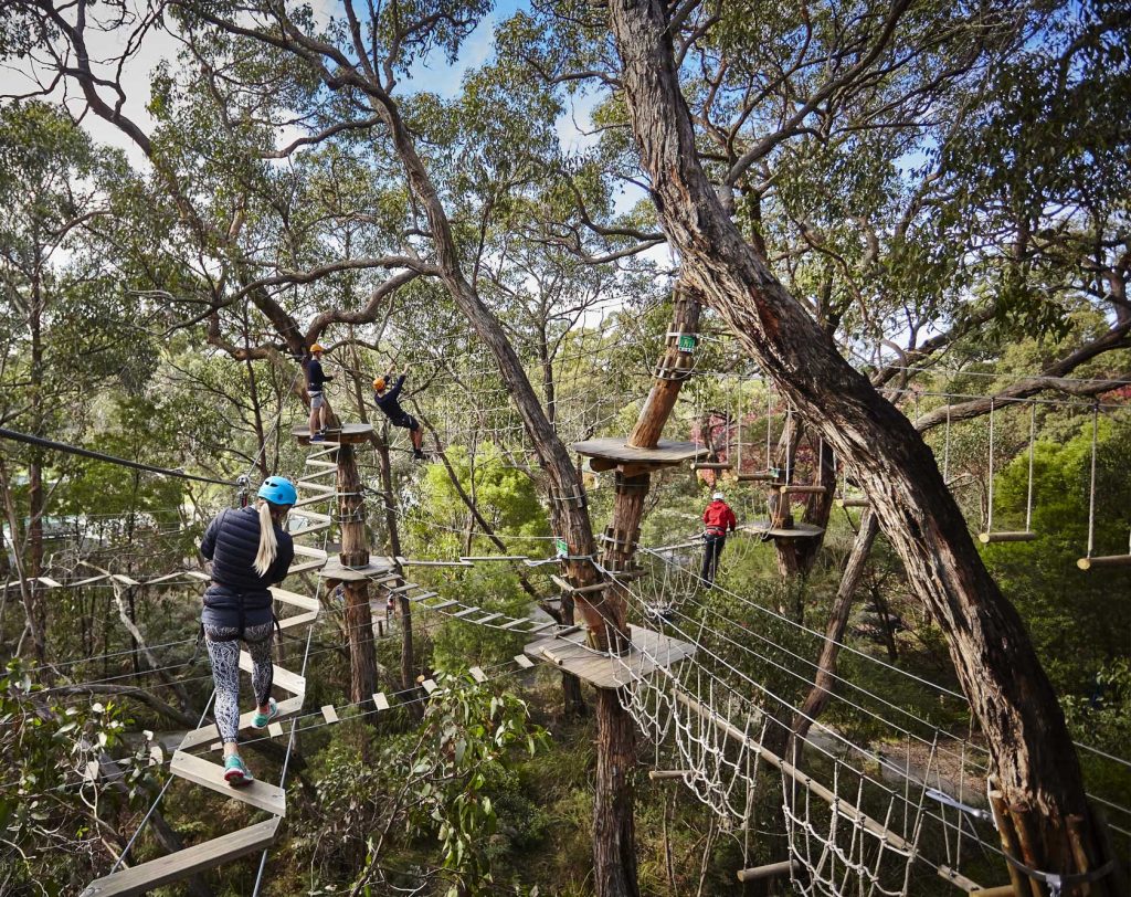 Wide shot of the Grand Tree Surfing course with adults completing different obstacles in the trees