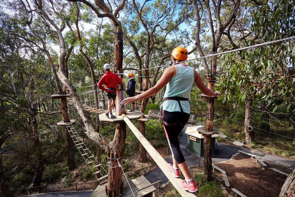 Wide shot of Grand Tree Surfing with adults completing various obstacles at Enchanted Adventure