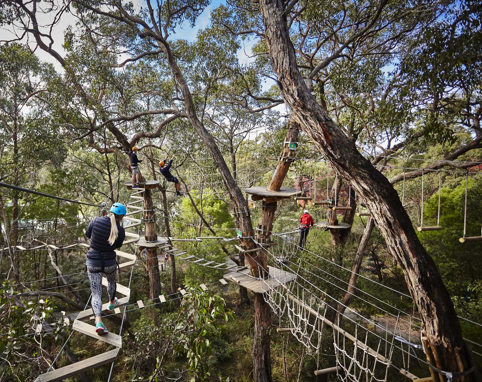 Tree canopy walk